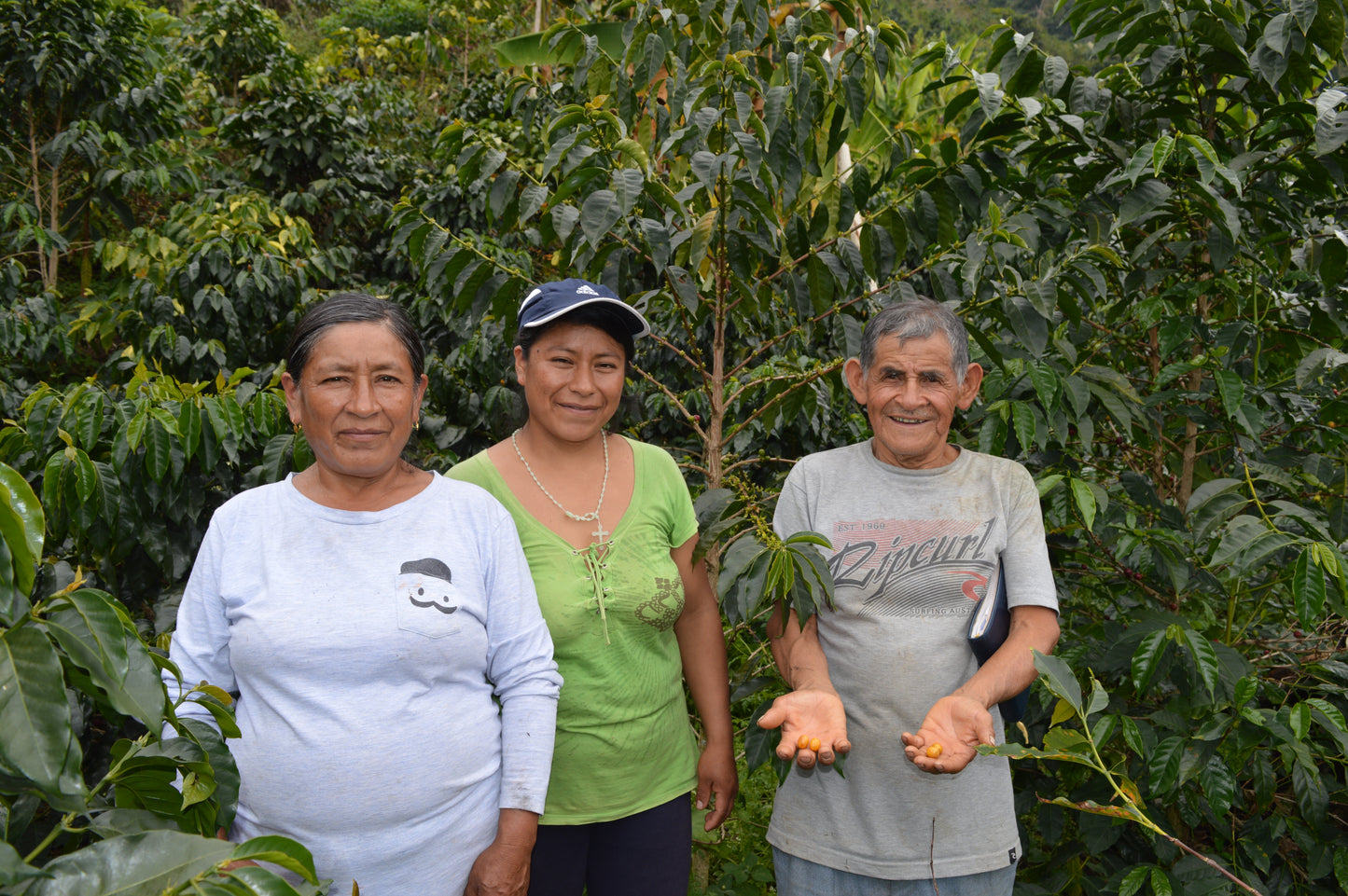 CENFROCAFE Peru Honey Huabal Premium Lot Series