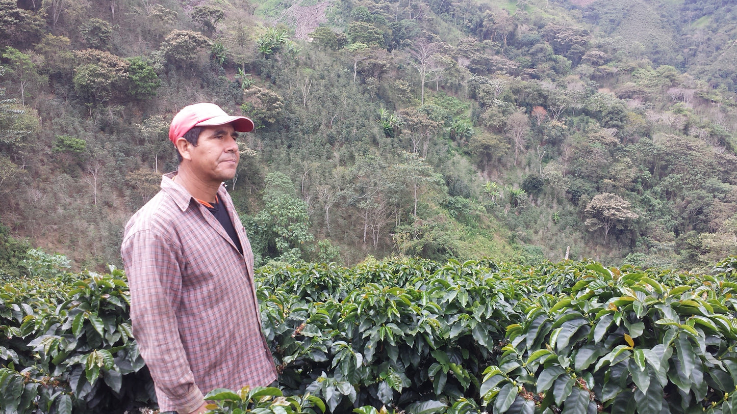 CENFROCAFE Peru Honey Huabal Premium Lot Series