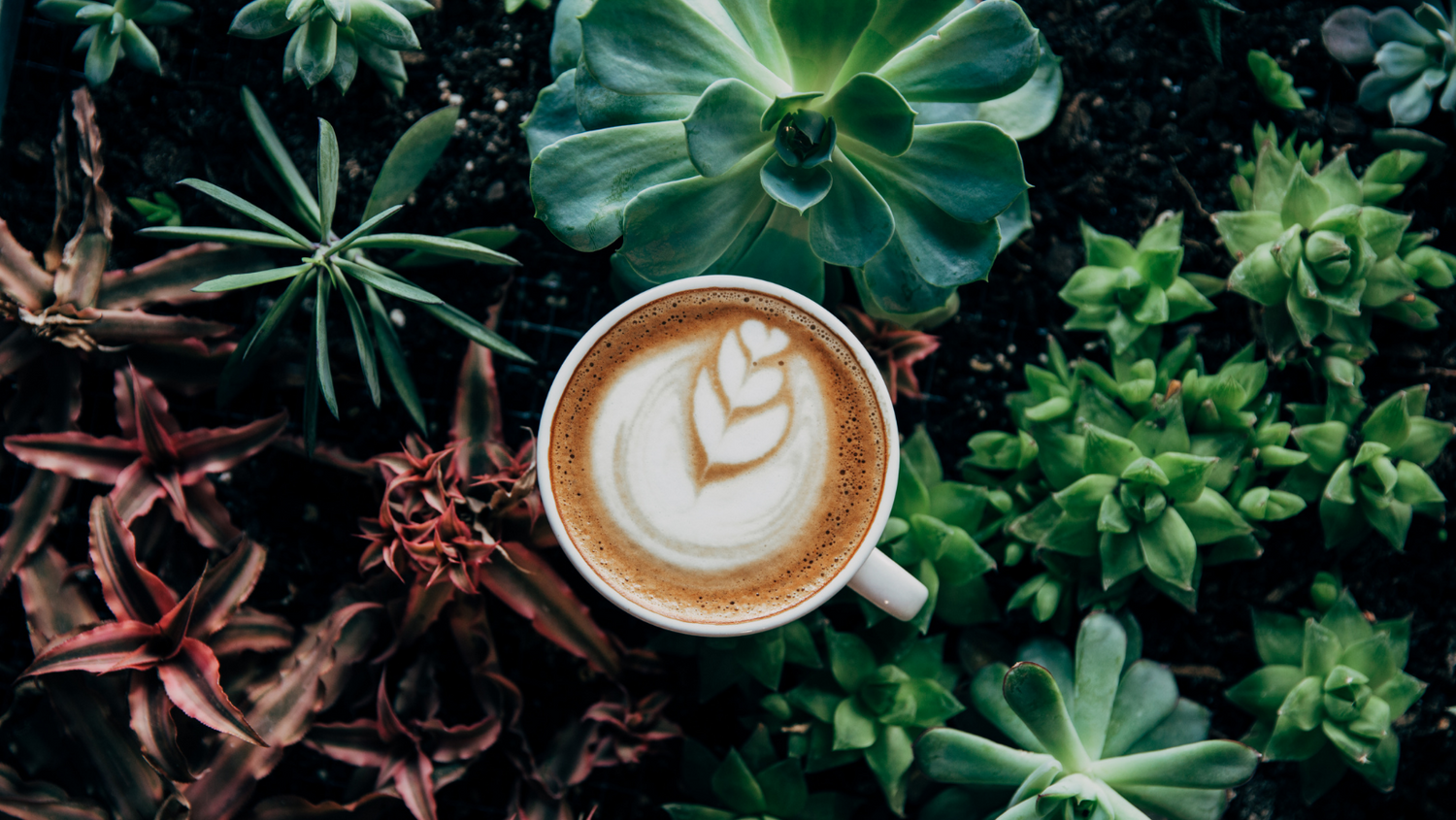 botanical succulent with coffee cup and latte art